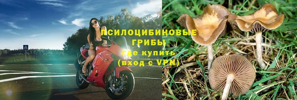 индика Каменногорск